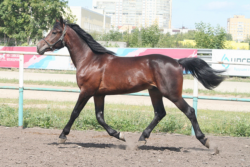 , цена: 600000 руб.