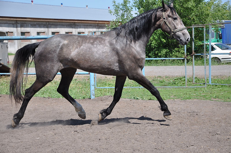 Купить серую лошадь - Батава, цена: 400000 руб.