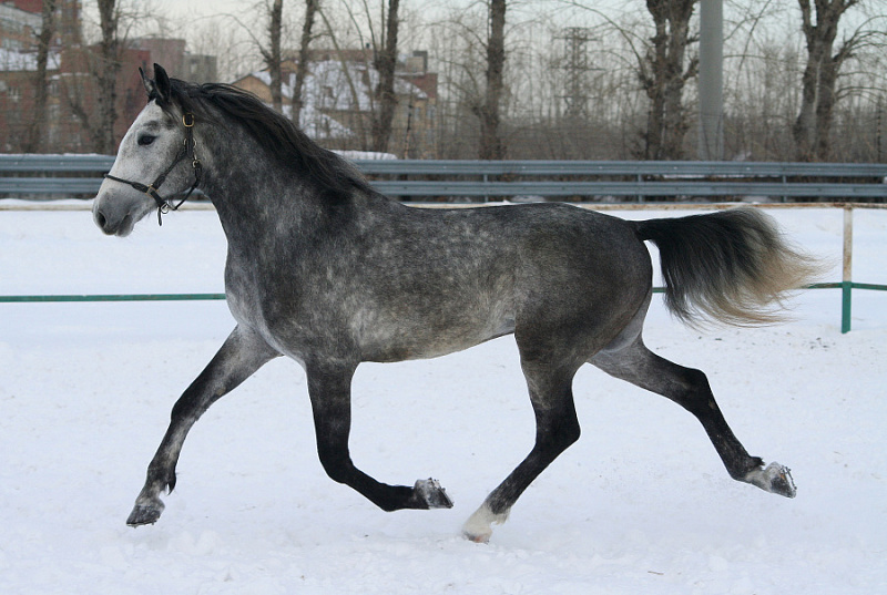Купить серую лошадь - Лаван, цена: 600000 руб.