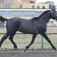 Купить Жеребец, 2024, серая масть 