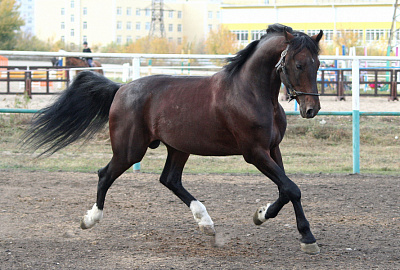 Купить лошадь гнедая, Жеребец, 2017, 600000 руб.